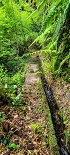 Plants: image 64 Of 208 Thumb